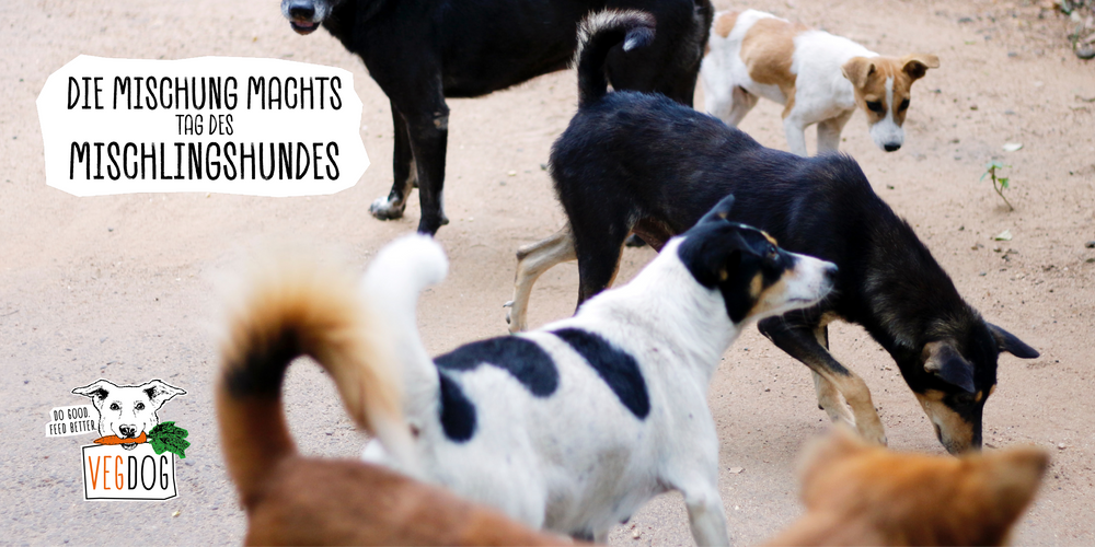 Tag des Mischlingshundes: Die Mischung macht’s!