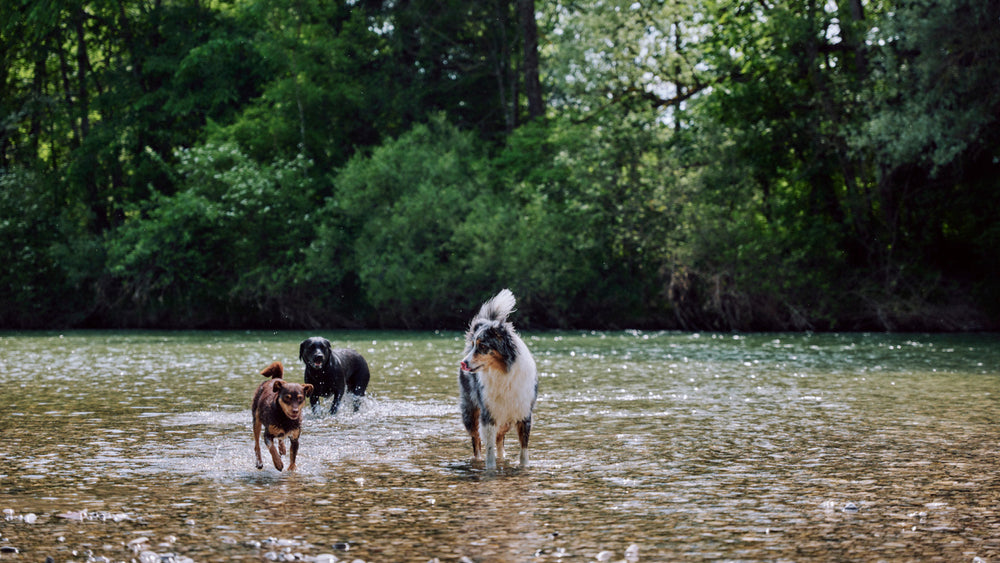 Hundefutter für das Immunsystem