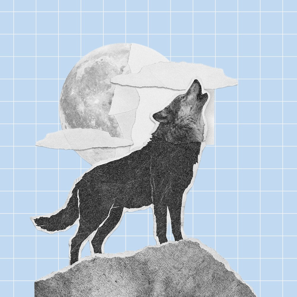 Vom Wolf zum Hund: Wie unser bester Freund entstand