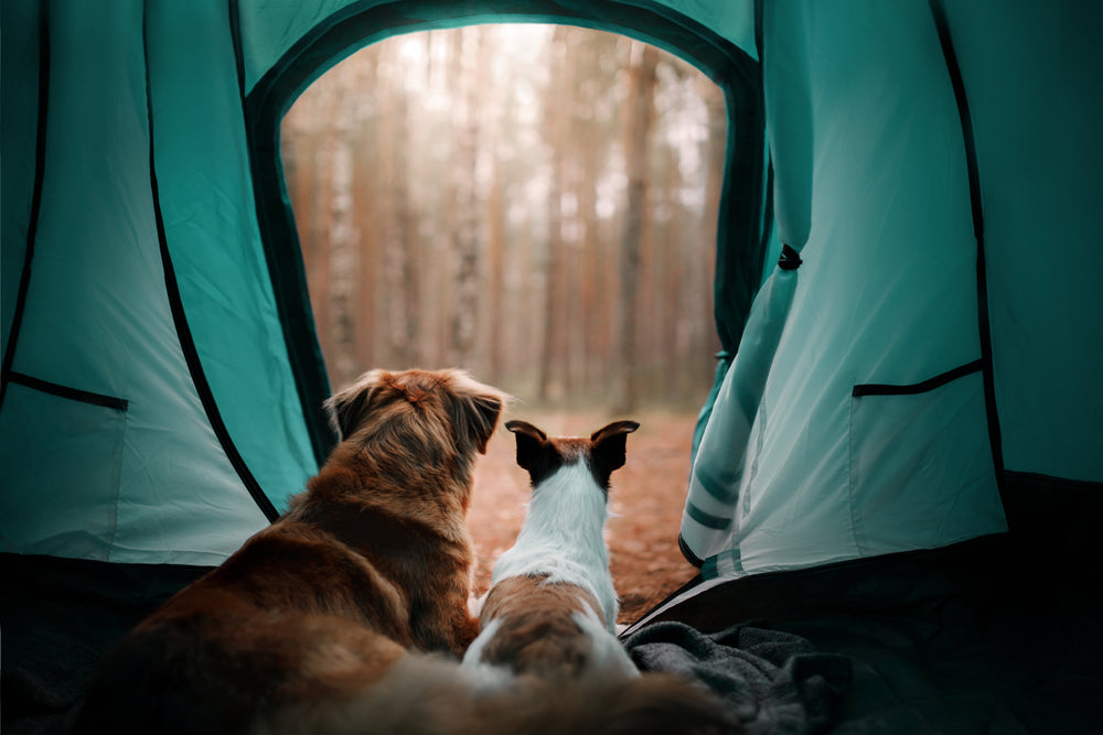 Von Abenteuer bis Abschalten – Tipps für deinen Urlaub mit Hund