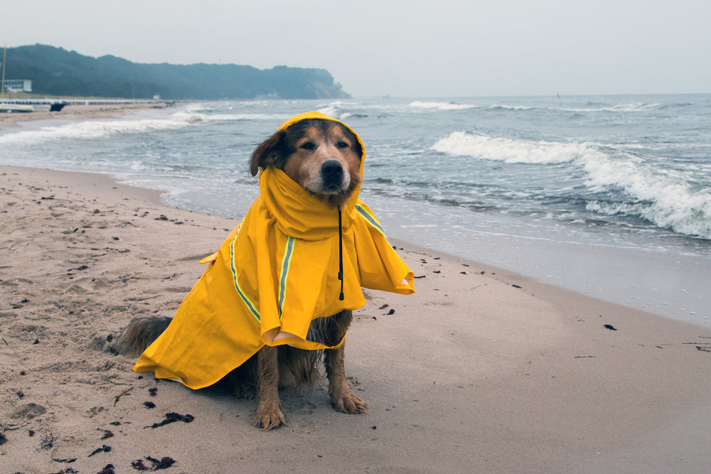 Regenmantel für Hunde: Sinnvoll oder überflüssig?