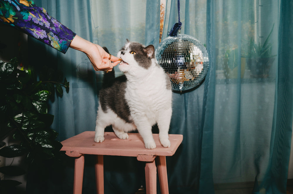 Können Katzen vegan ernährt werden?