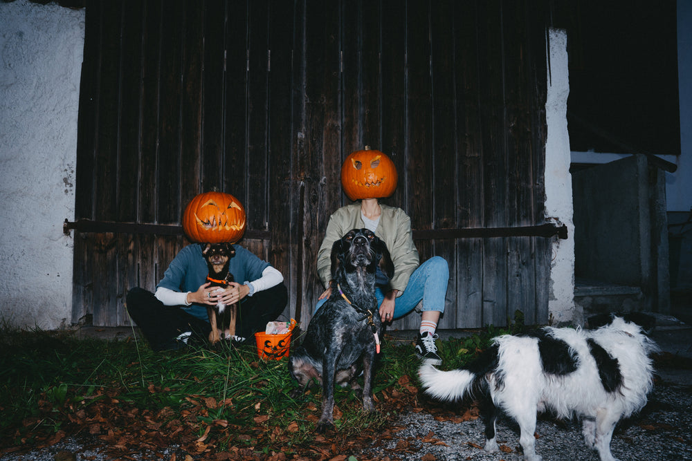 Tipps für dein Halloween mit Hund