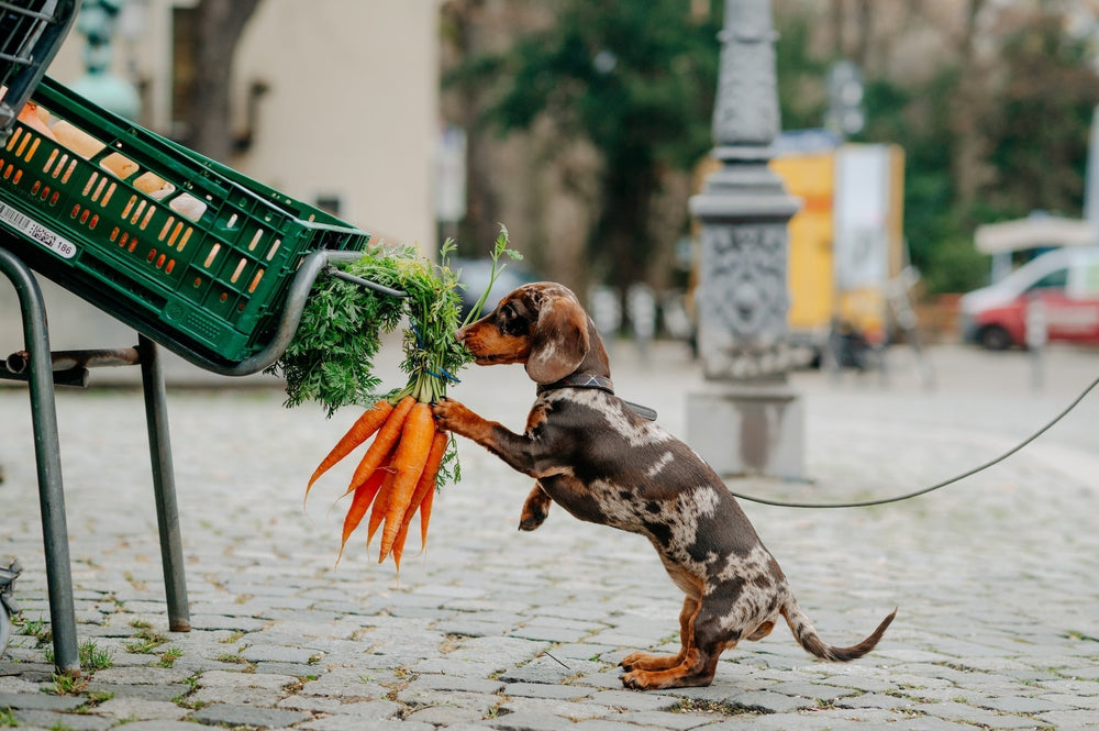 Obst und Gemüse für Hunde: Vitamine und Vielfalt im Napf