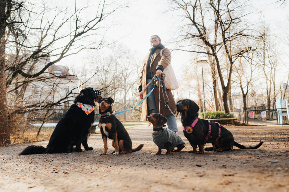 Hundekot: Was Farbe, Form und Konsistenz verraten können