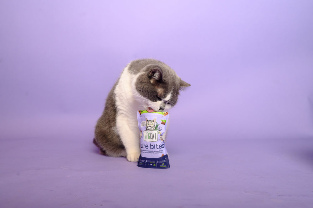 Vegane Katzenleckerlis für kleine Feinschmecker:innen