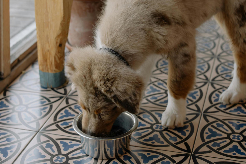 Die häufigsten Allergene bei Hunden