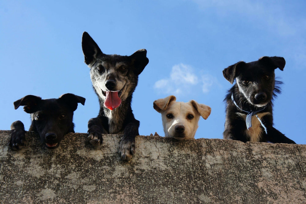 Die besten Ideen, um deinen Hund drinnen zu beschäftigen
