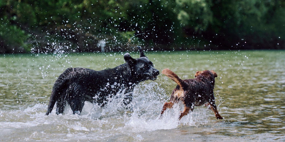 Zwei Hunde spielen im Wasser.