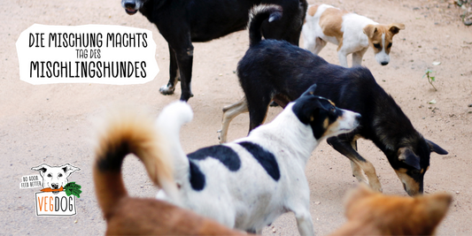 Tag des Mischlingshundes: Die Mischung macht’s!