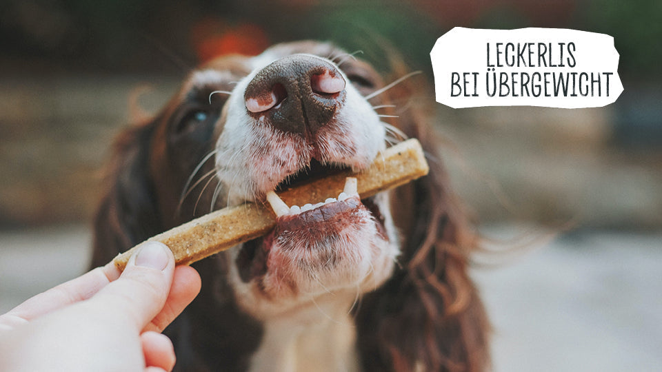 Hundefutter für übergewicht...