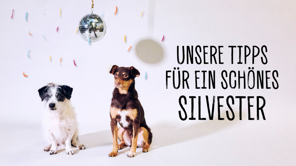 Was tun gegen die Angst bei Hunden an Silvester: 3 Tipps einer Tierärztin