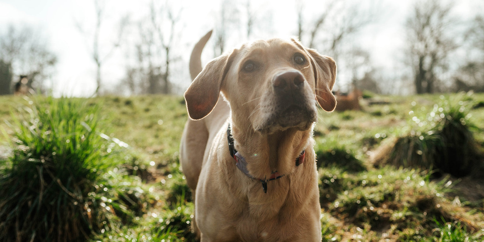 Juckreiz beim Hund