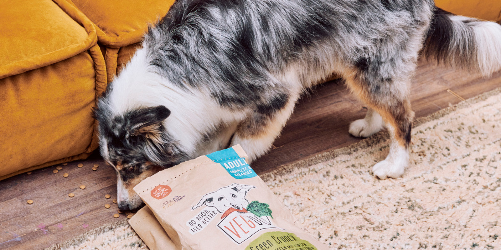 Costipazione nei cani: caus...