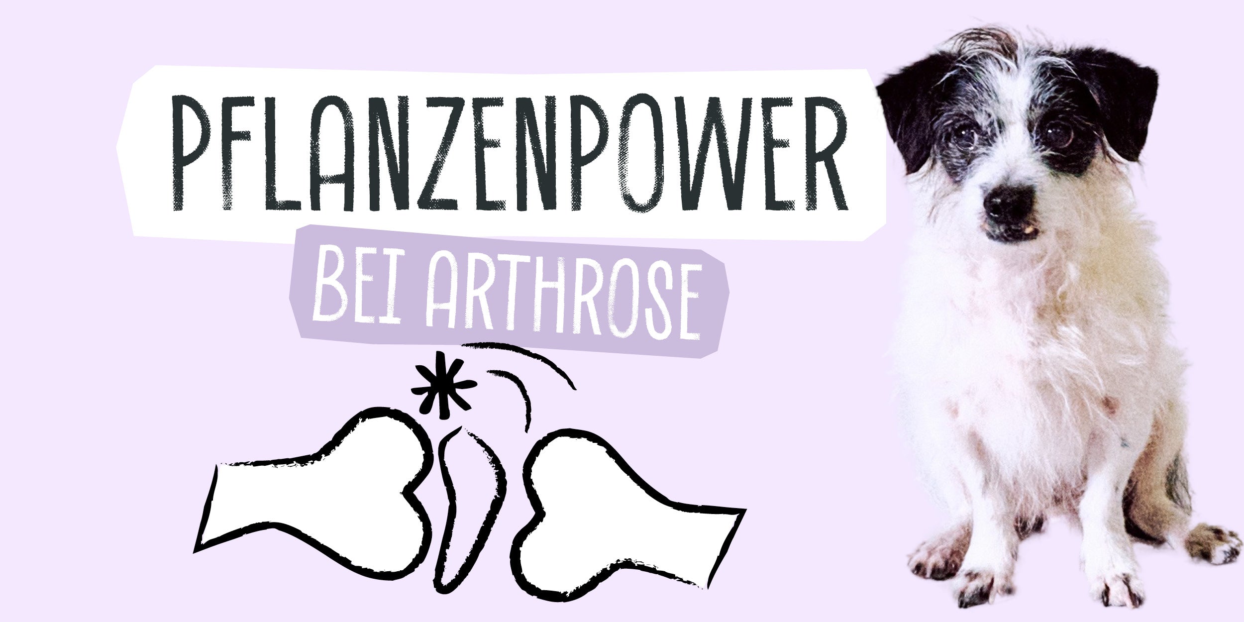 Osteoartrite nei cani: la d...