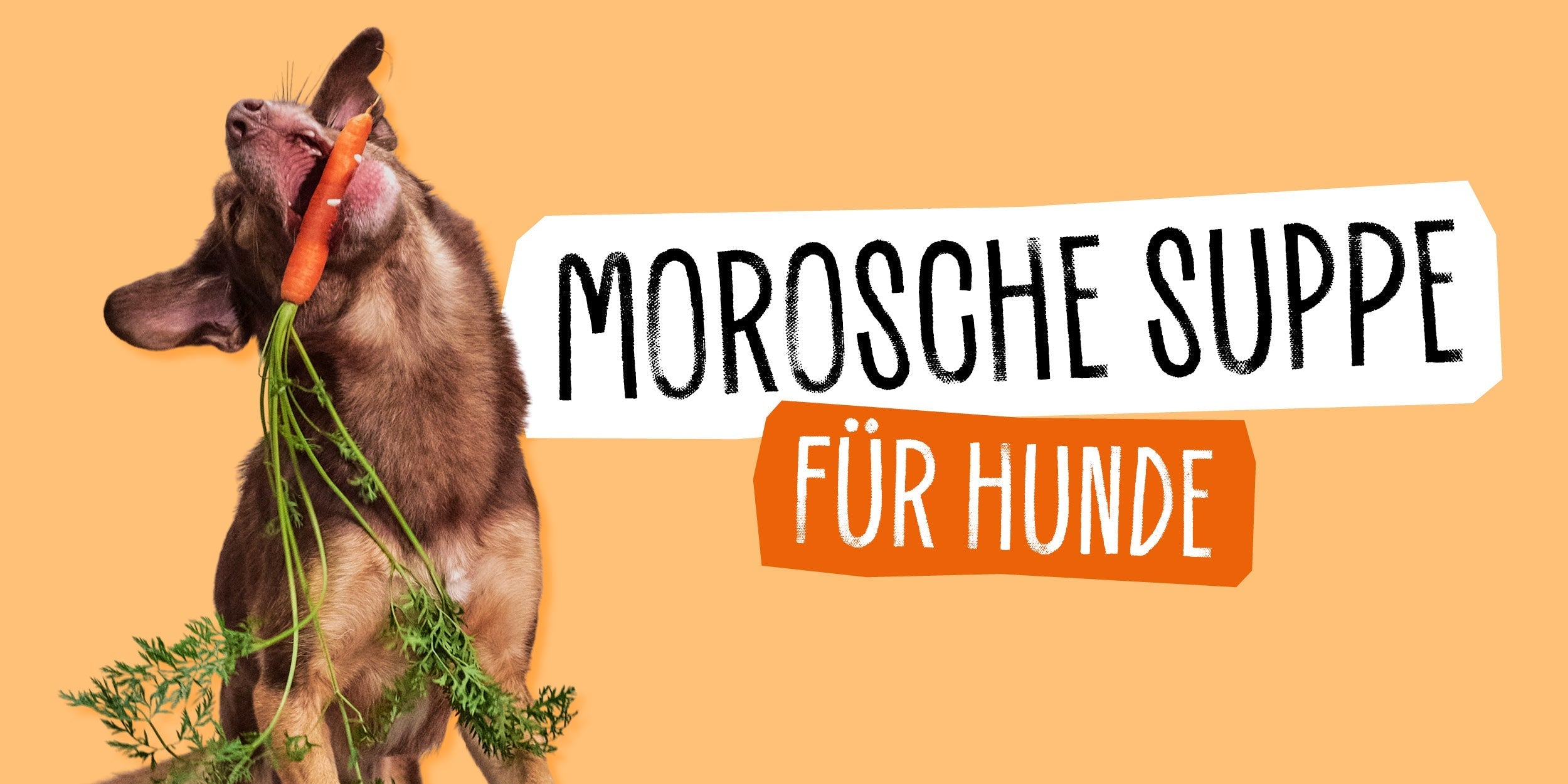 Zuppa di morosche per cani