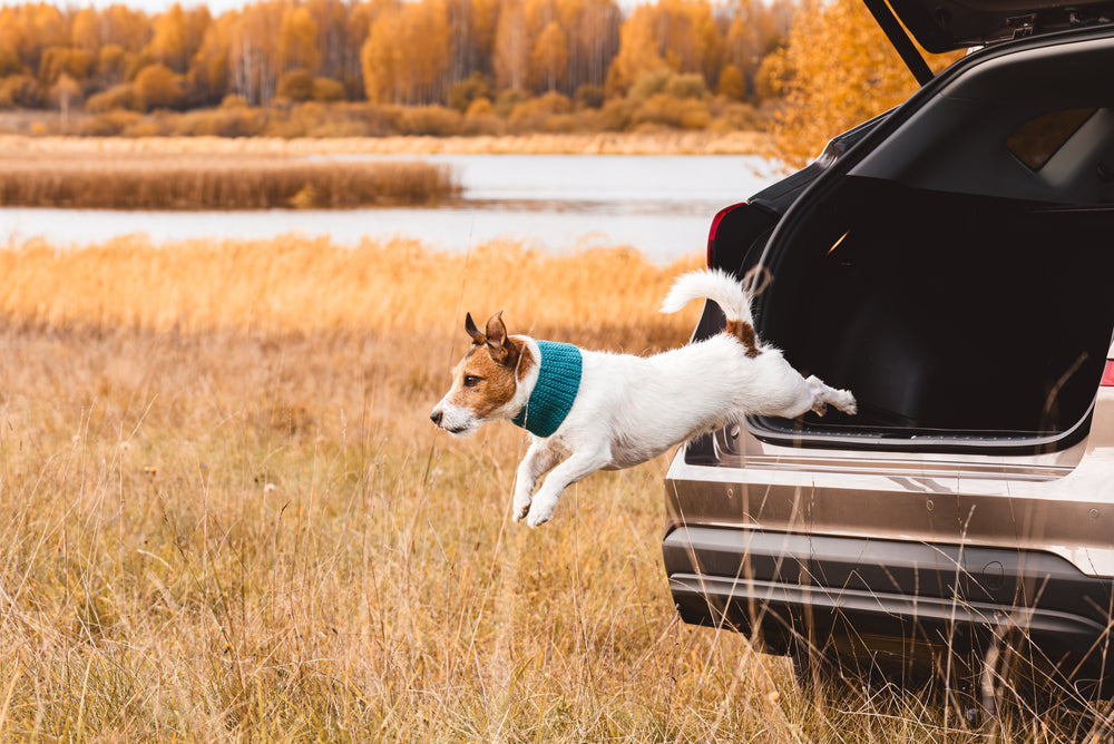 Herbsturlaub mit Hund: Entdecke die schönsten Reiseziele in Europa