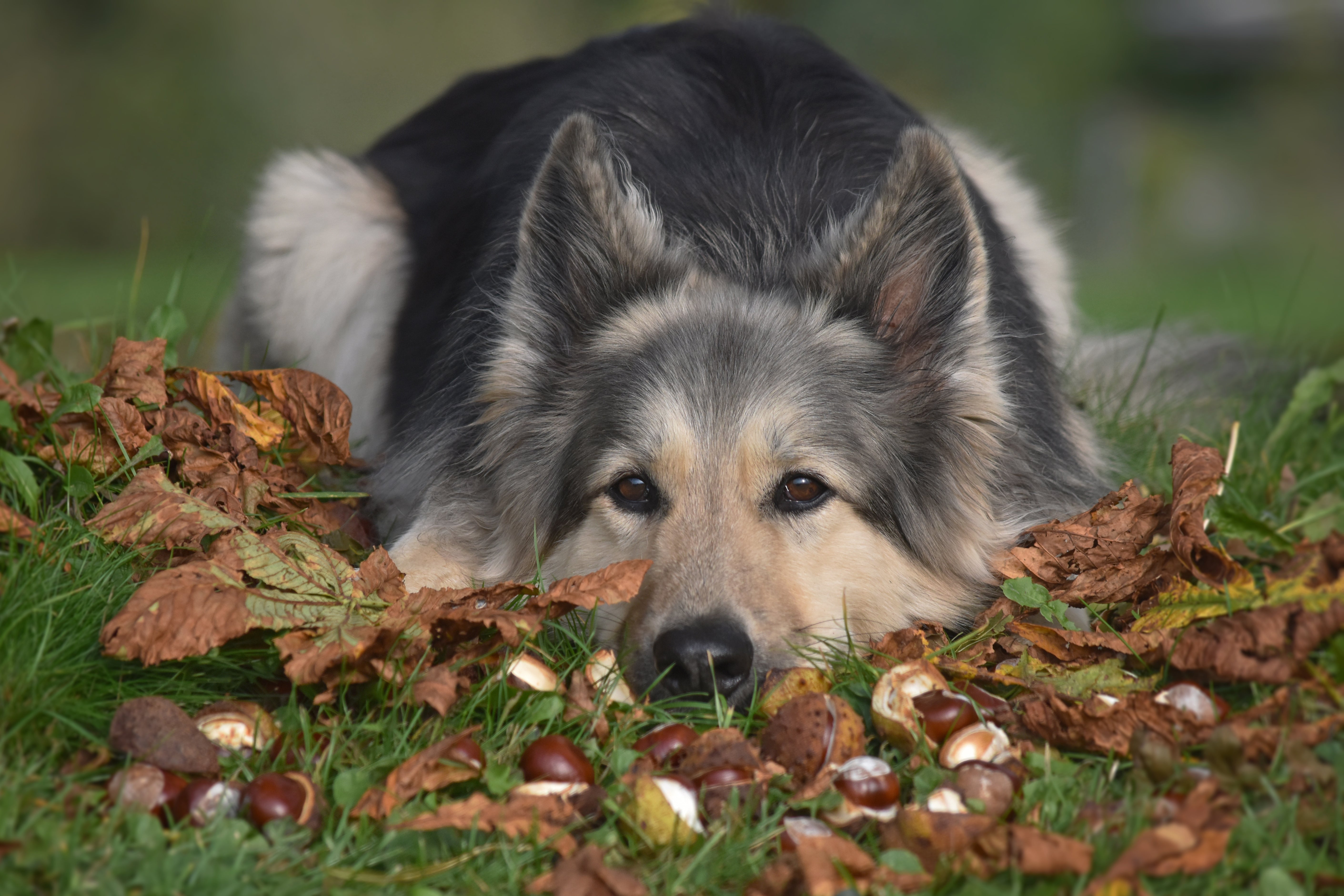 Dürfen Hunde Kastanien fres...