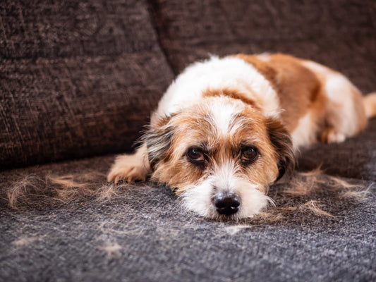 Fellwechsel im Herbst: Warum dein Hund jetzt plötzlich so stark haart