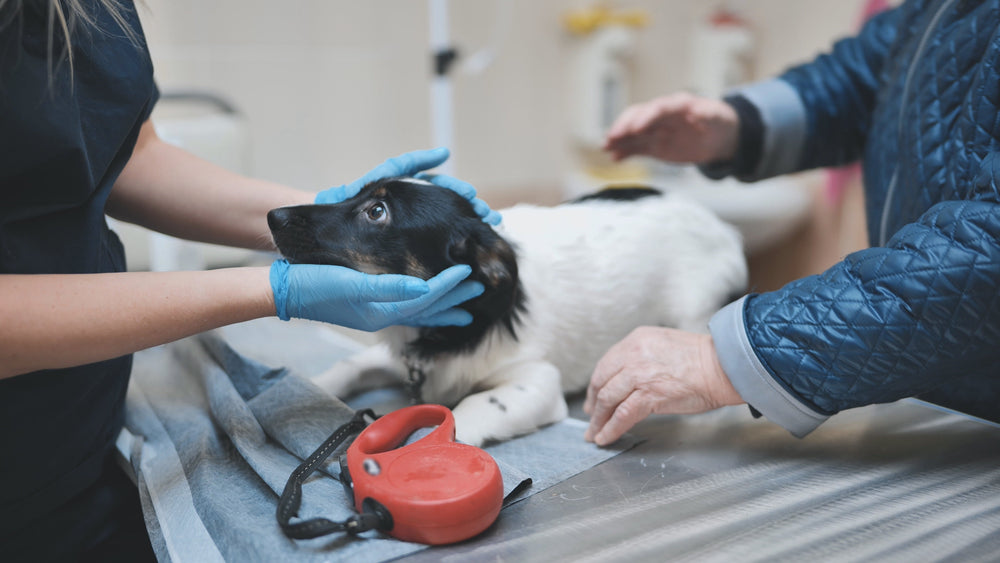 Magendrehung beim Hund erkennen und richtig handeln
