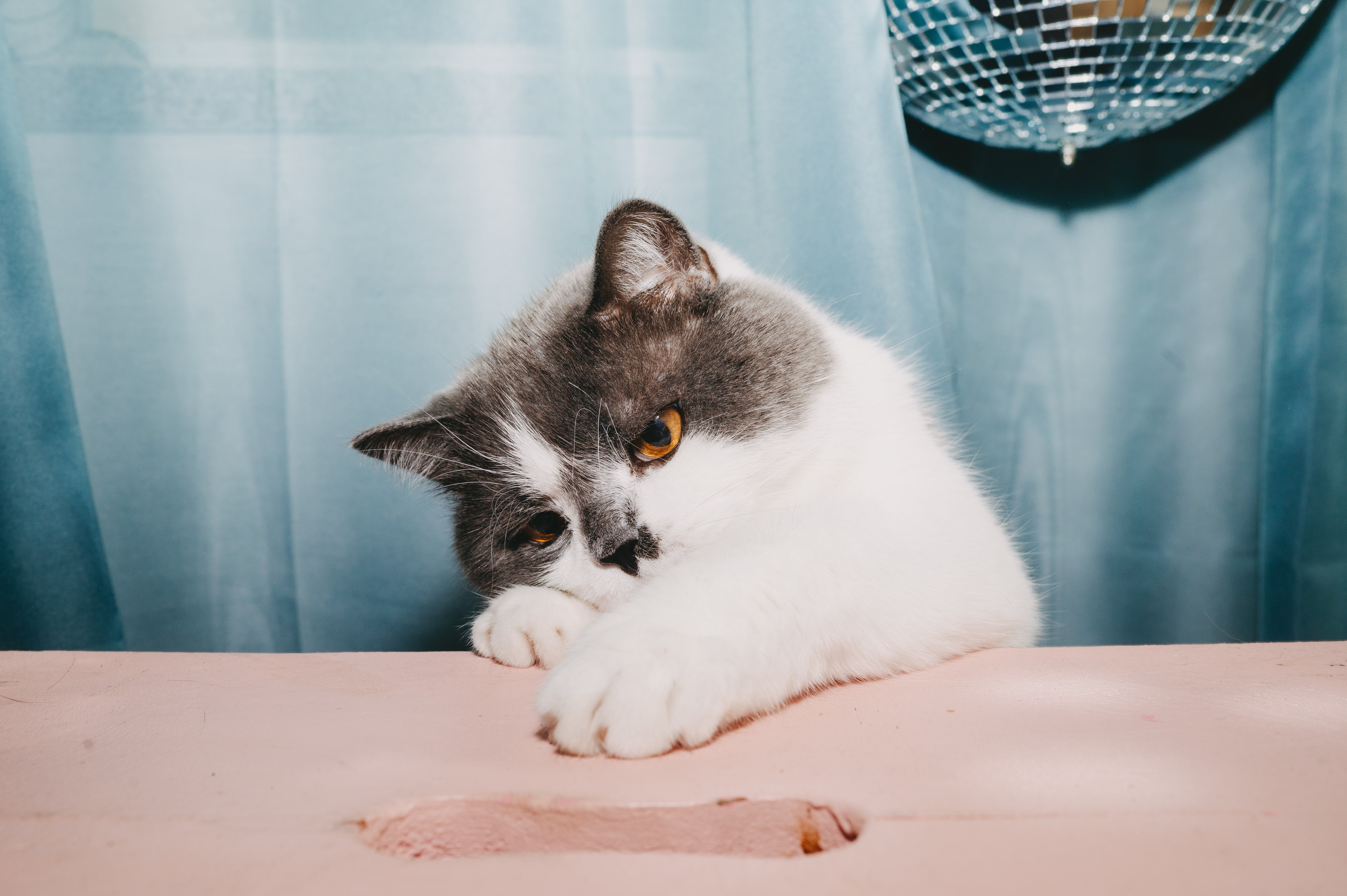 Übergewicht bei Katzen: So ...