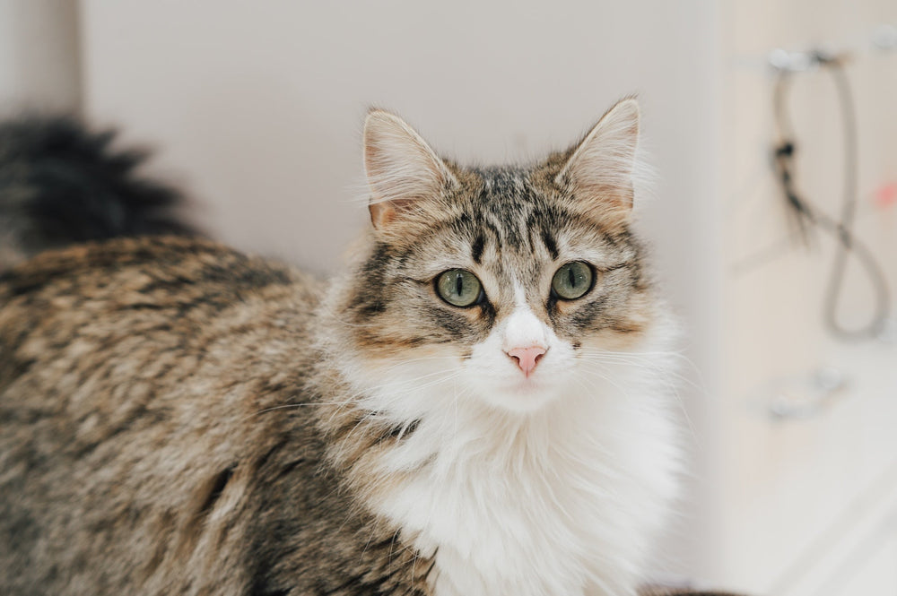 Taurin für Katzen: Warum die Aminosäure lebenswichtig ist