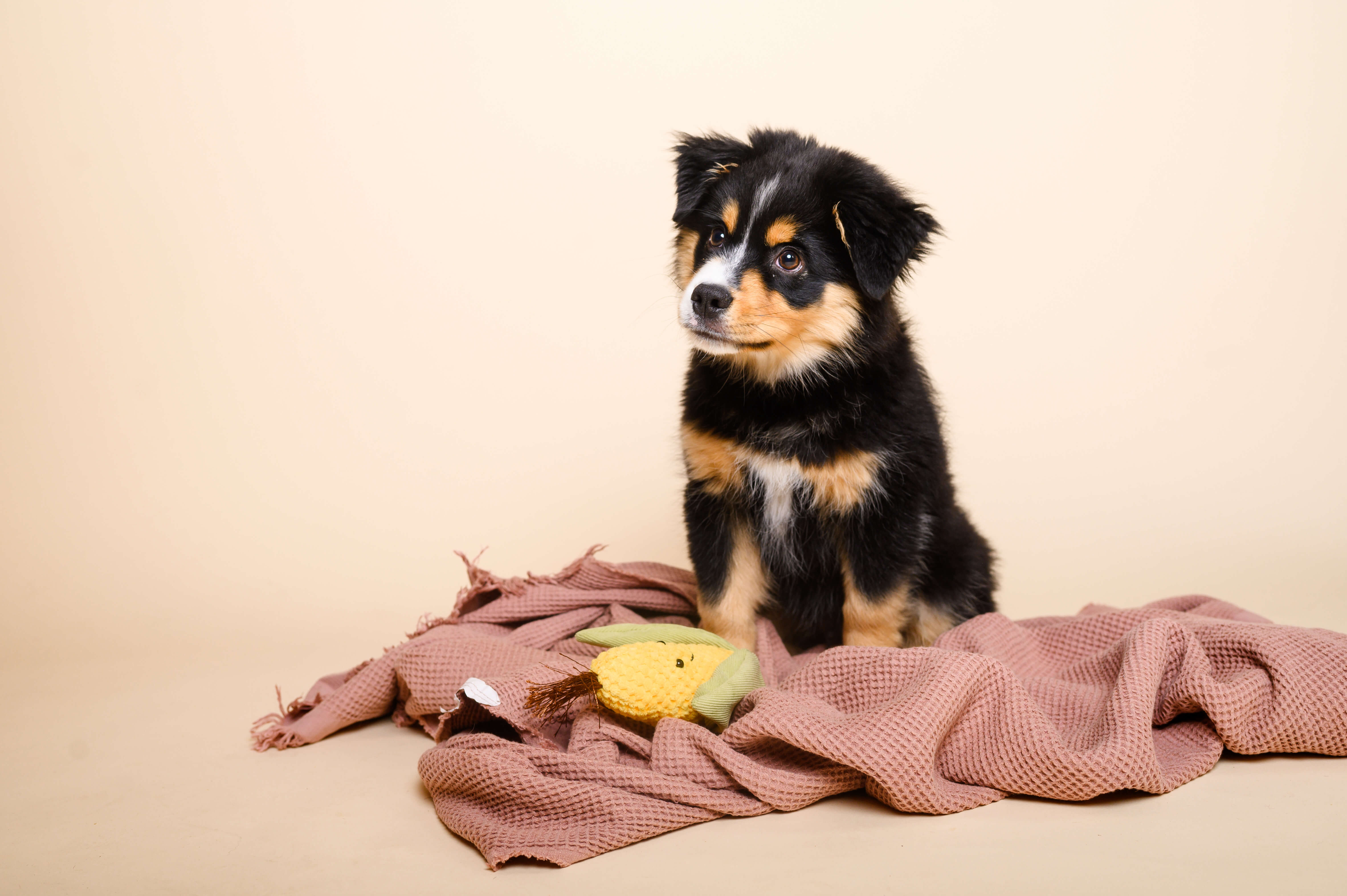 Cibo vegano per cuccioli: c...