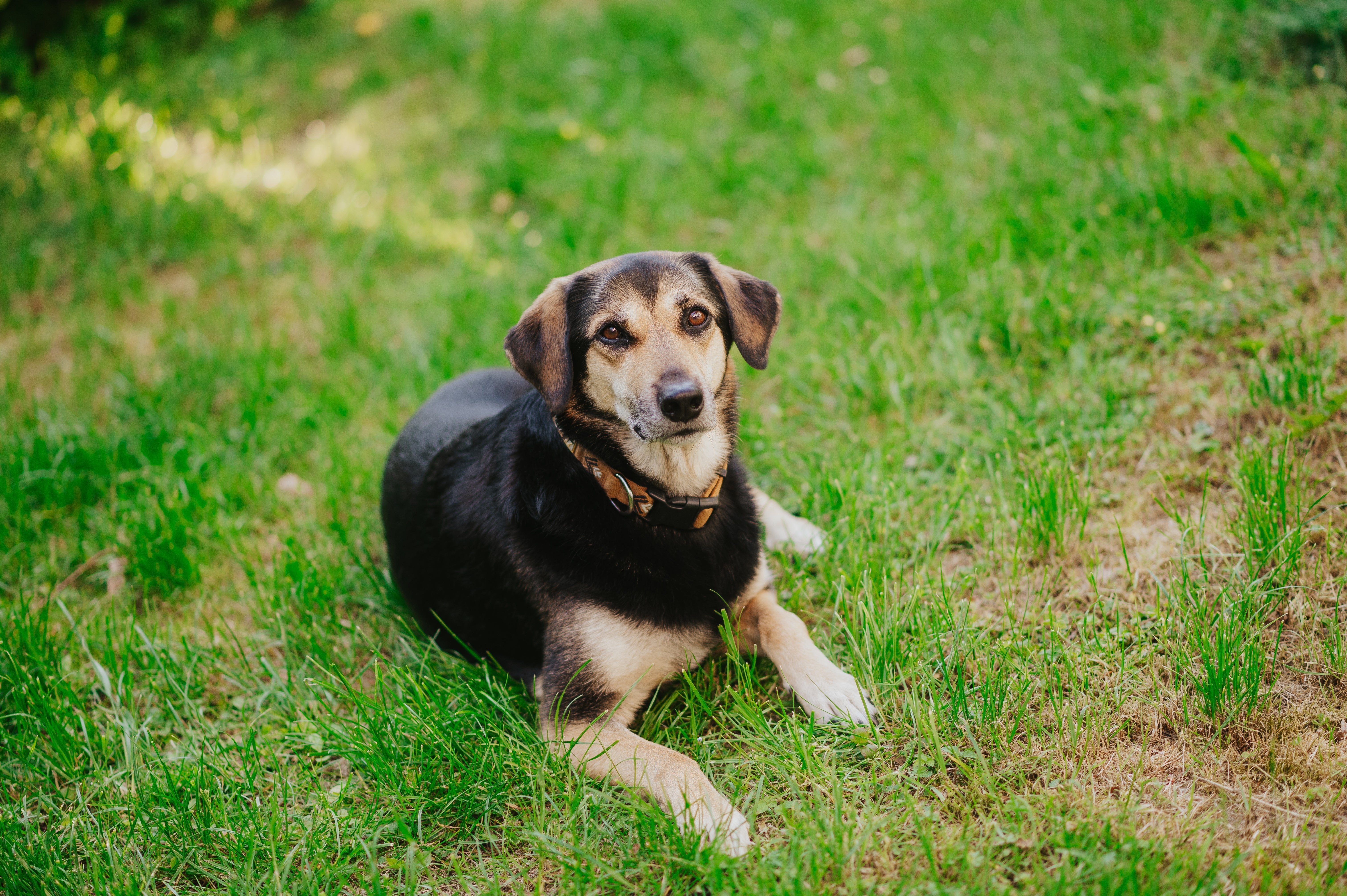 IL MIO CANE MANGIA L'ERBA: ...