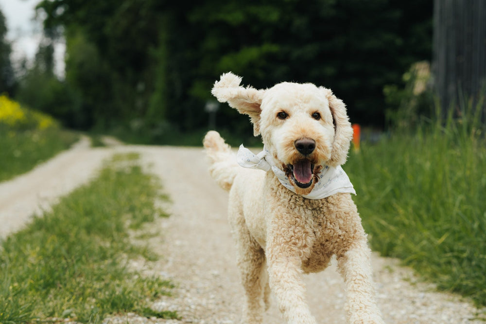Kalorienbedarf bei Hunden: So findest du die richtige Futtermenge