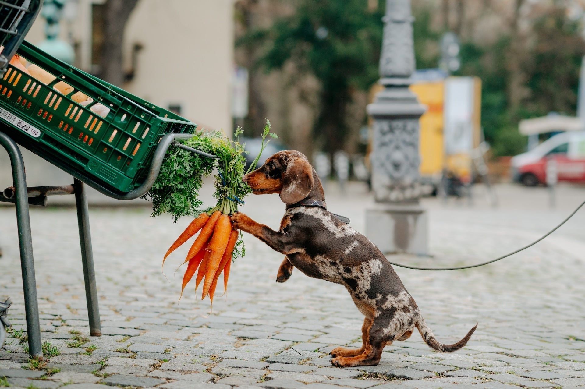 Obst und Gemüse für Hunde: ...