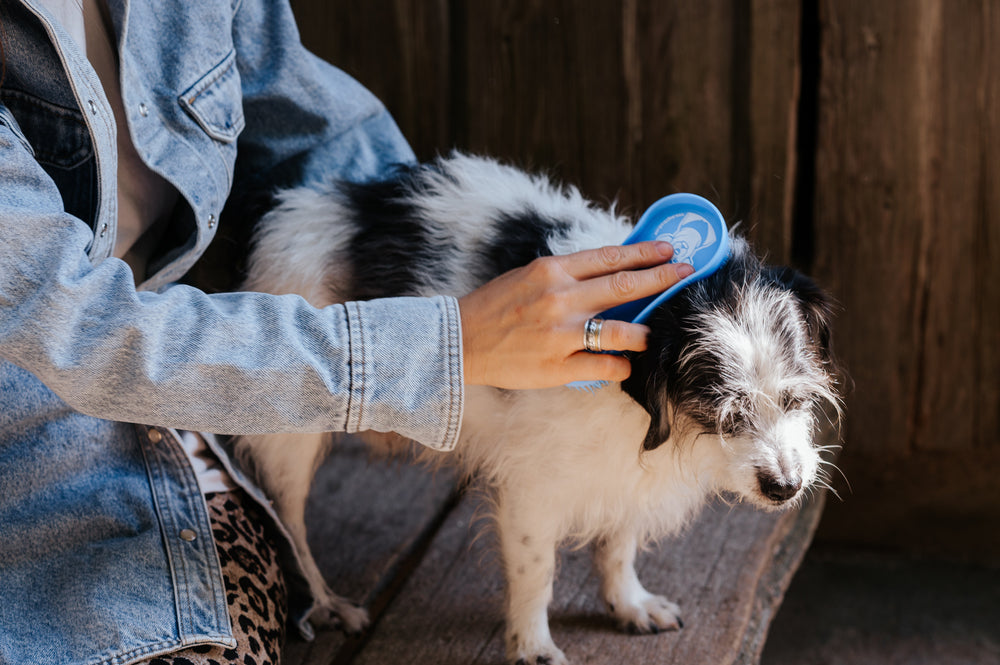 Kahle Stellen bei Hunden richtig einordnen