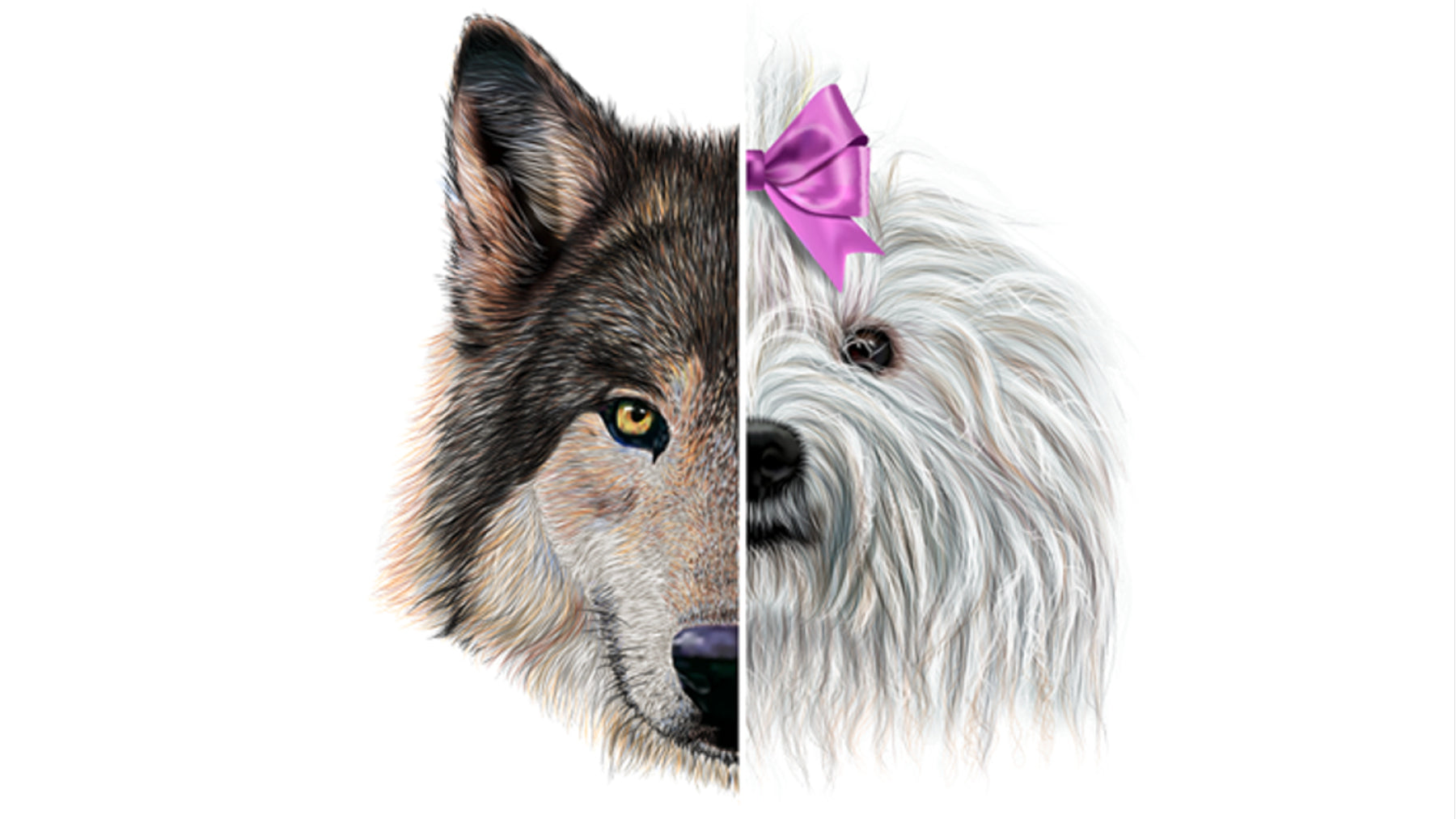 COME IL LUPO È DIVENTATO IL...