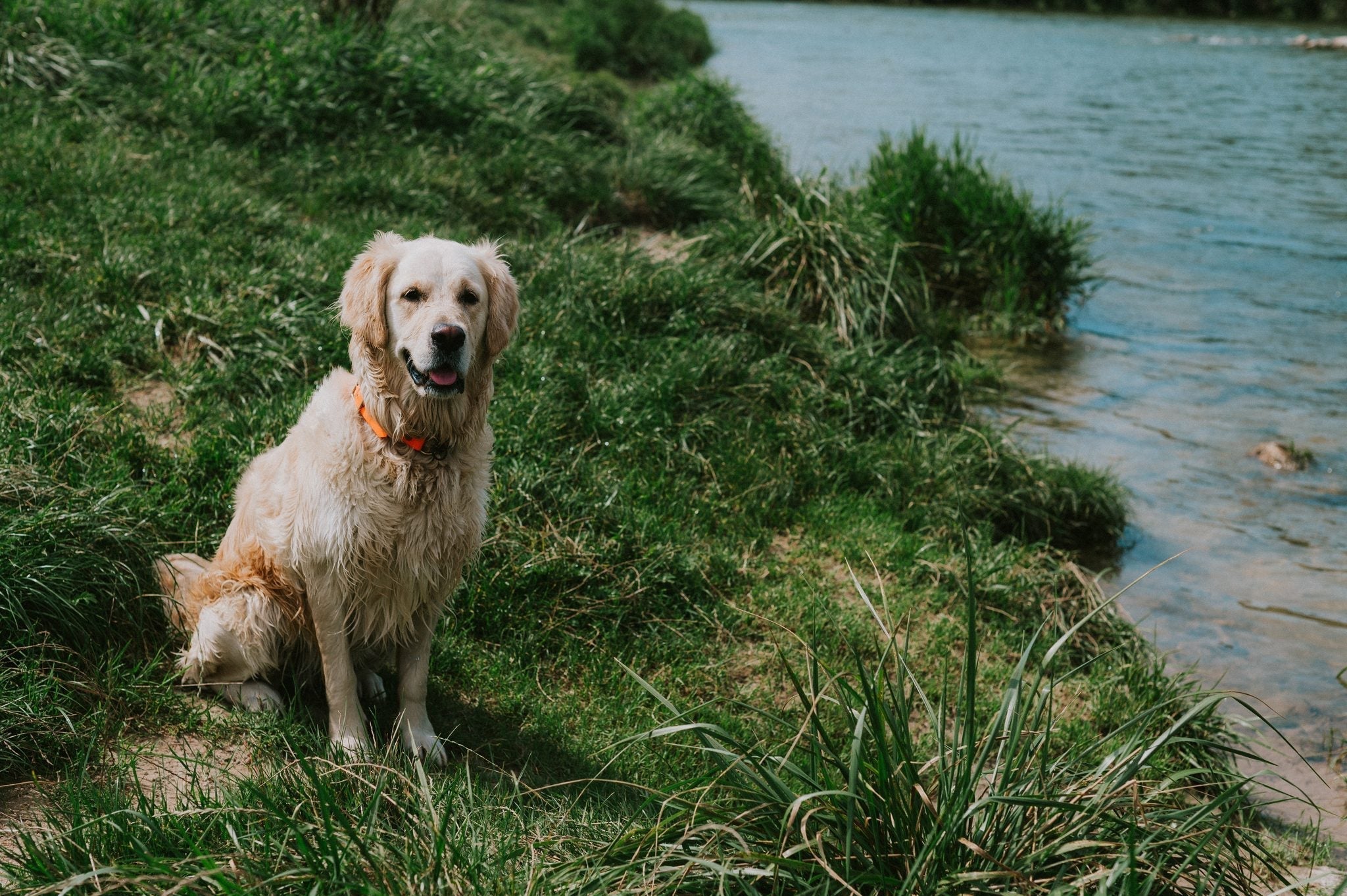 Braucht mein Hund Taurin?