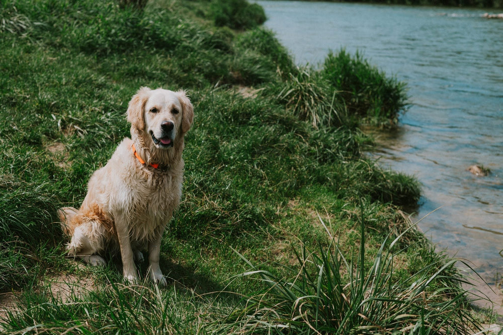 Braucht mein Hund Taurin?