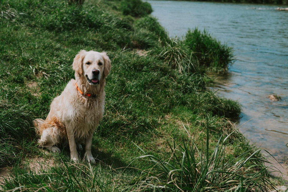 Braucht mein Hund Taurin?