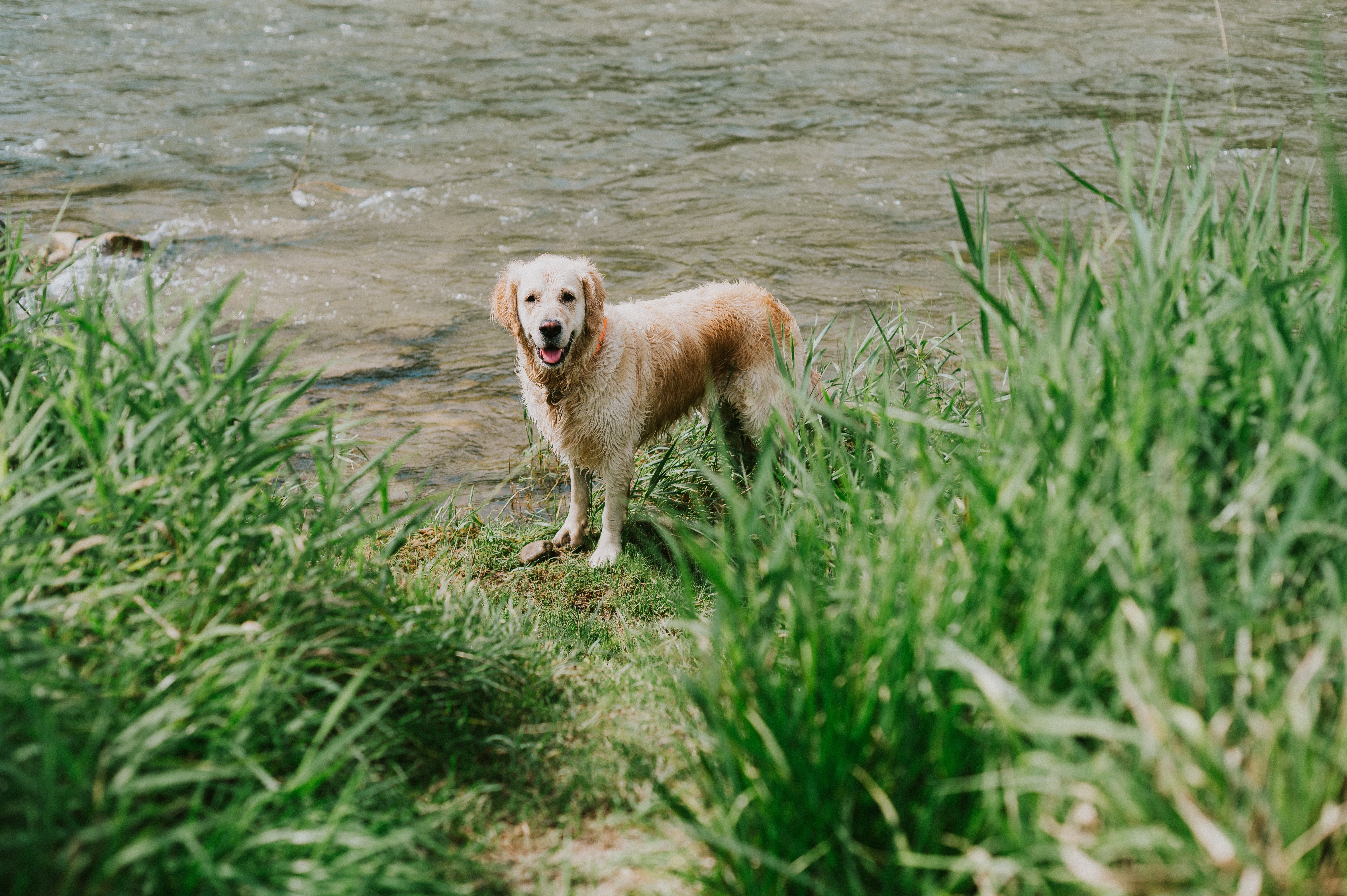 Mein Hund frisst Gras – und...