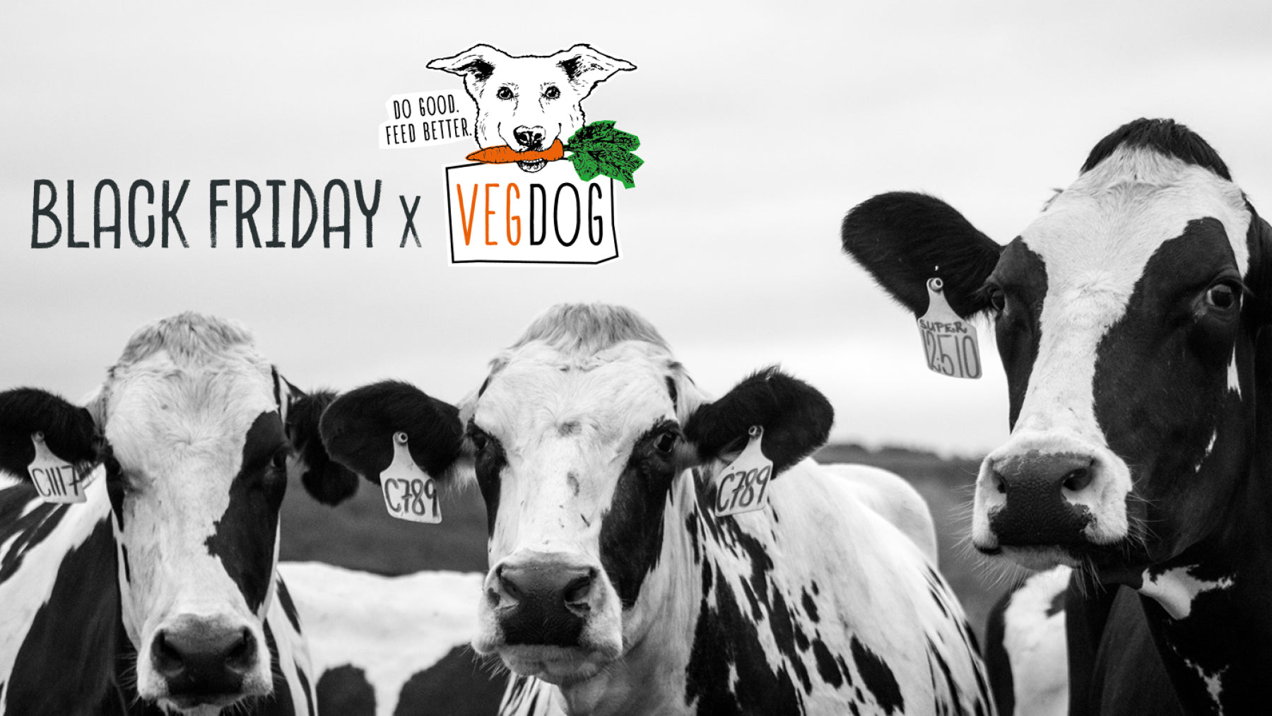 BLACK FRIDAY: SALVA LE VITE...