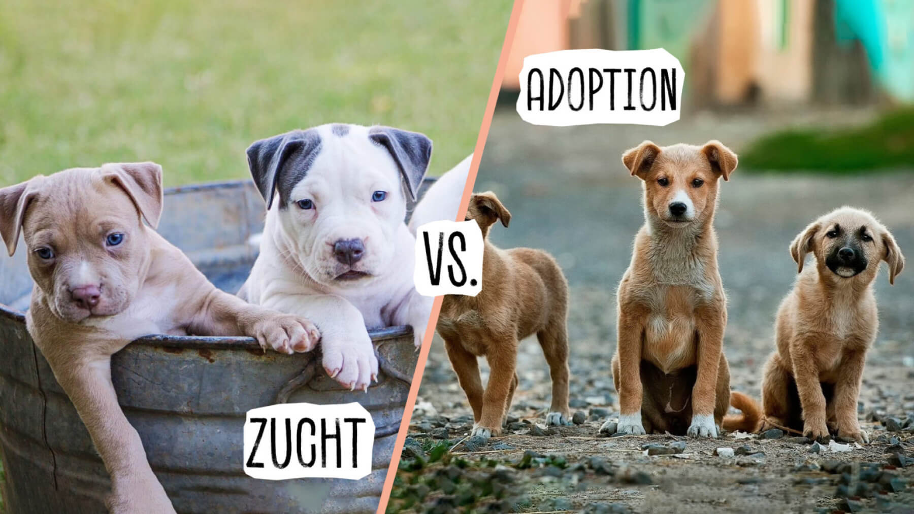 AGGIUNTA ALLA FAMIGLIA! ADO...