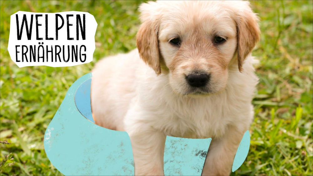 Veganes Welpenfutter: Das solltest du wissen