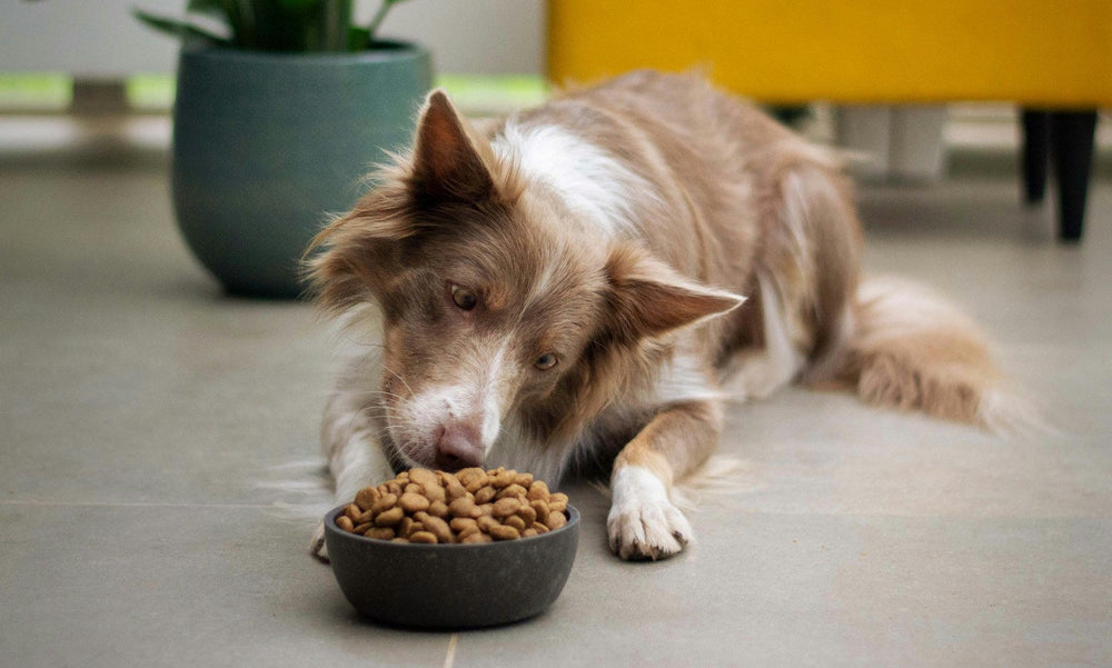 Schonkost für Hunde selbst kochen