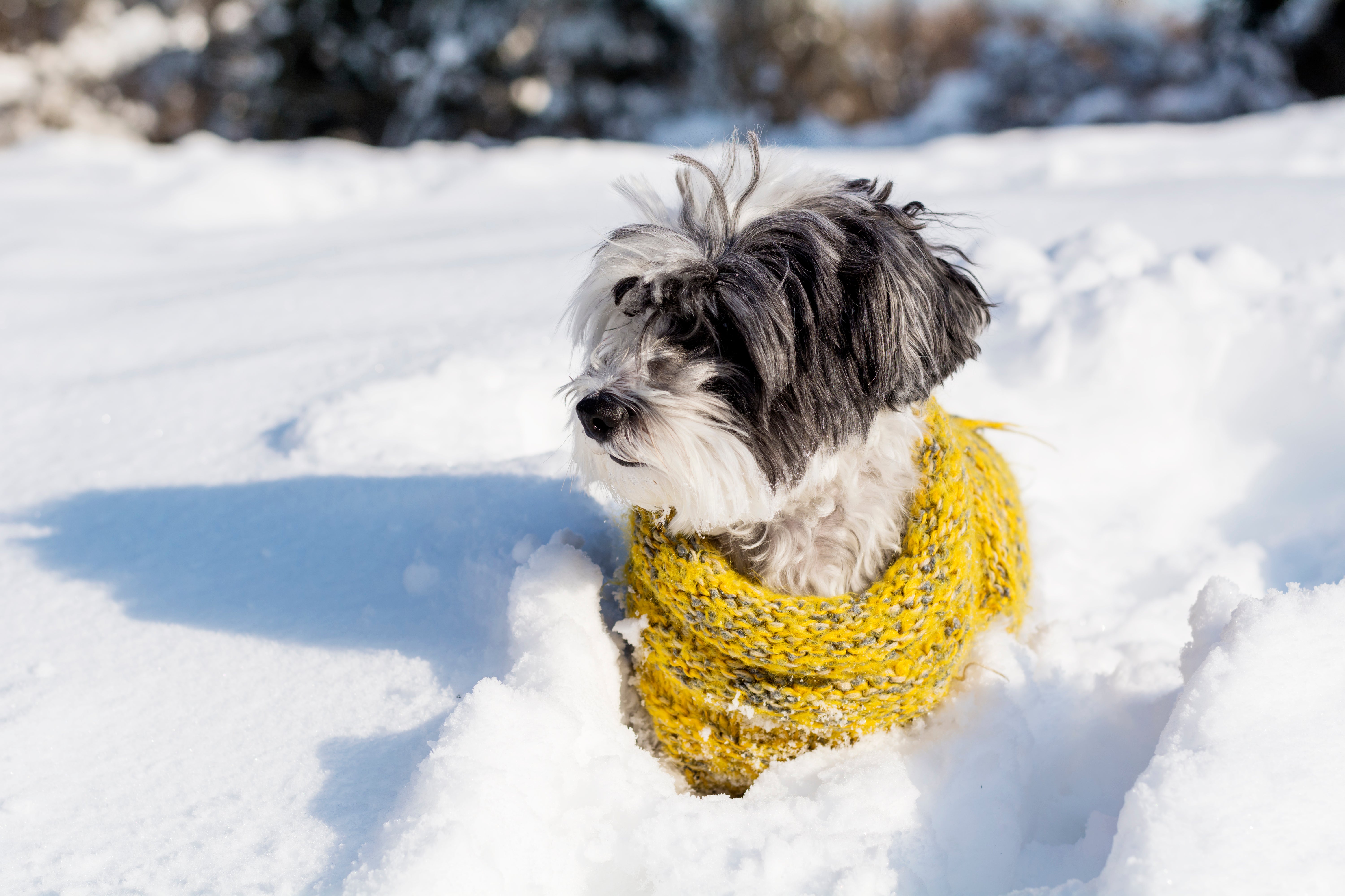 Friert mein Hund? An diesen...