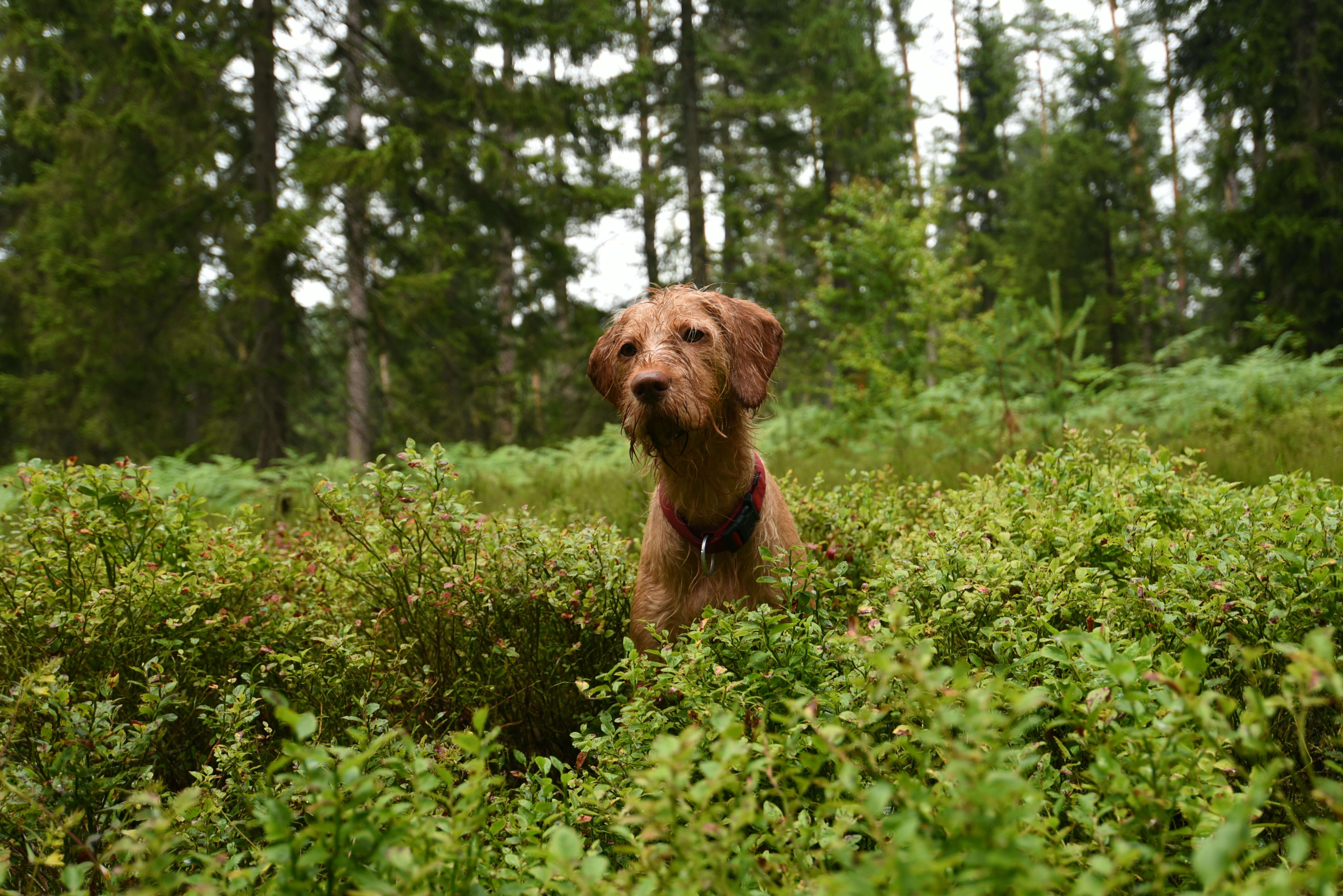 Test allergici per cani