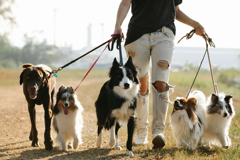 Die 10 besten Tipps fürs Hundetraining