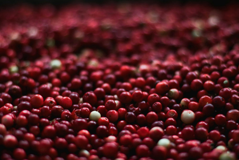 Cranberries für Hunde: gesund oder giftig?