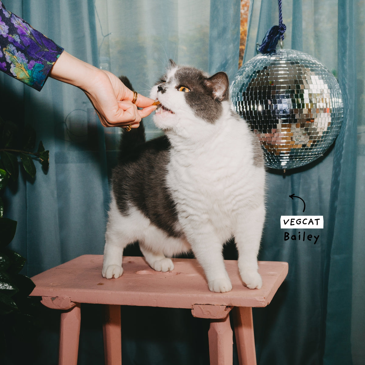 VEGCAT Pure Bites